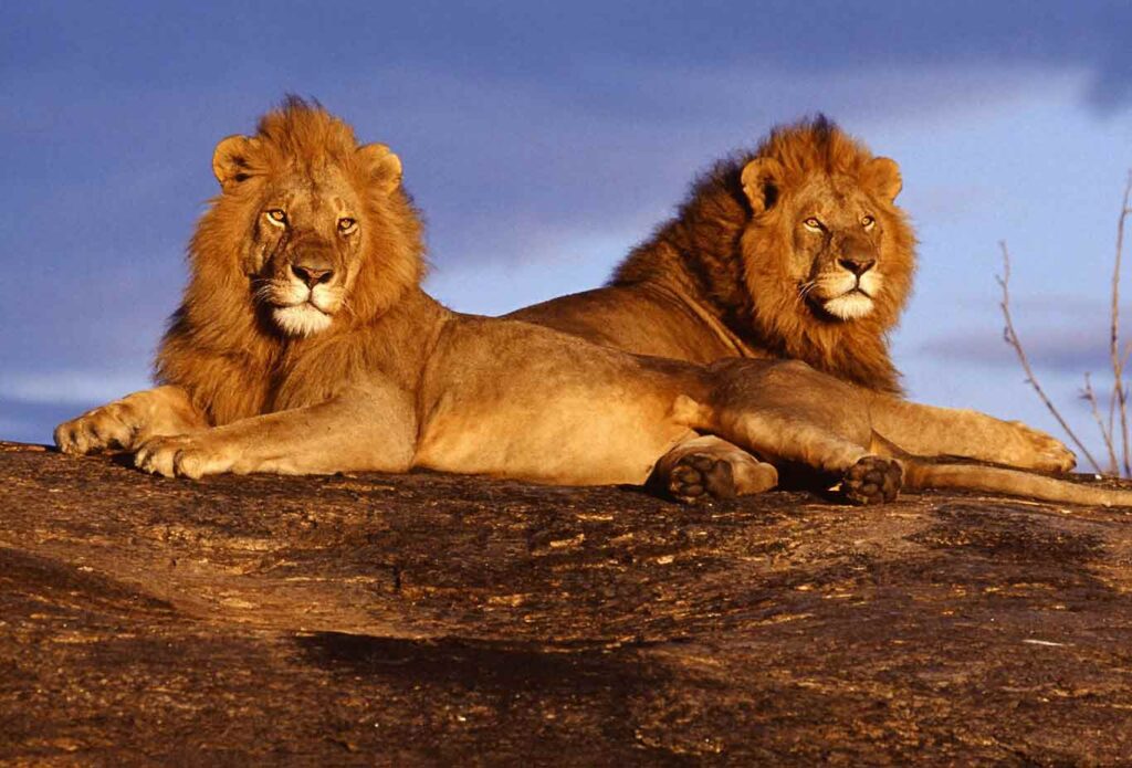 TSAVO EAST AND TSAVO WEST