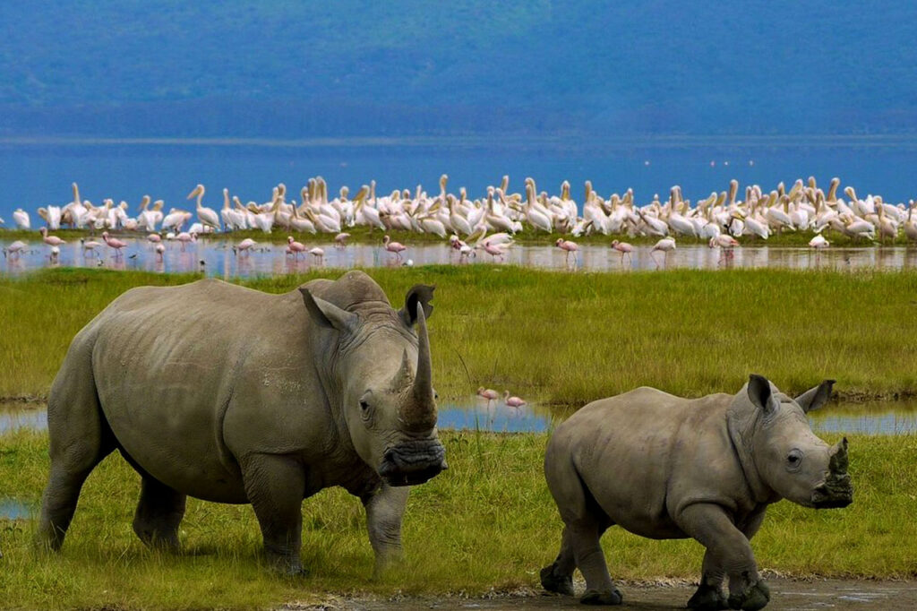 MASAI MARA & LAKE NAKURU