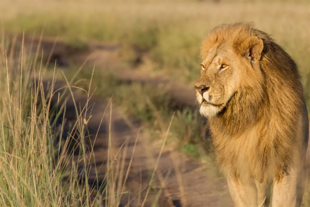 MASAI MARA, LAKE NAKURU & AMBOSELI